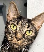 91 Tabby #2