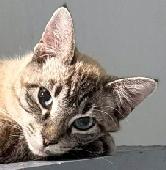 Tabby