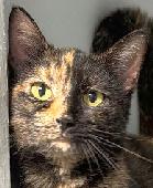 Tortie